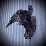 Чучело ворона