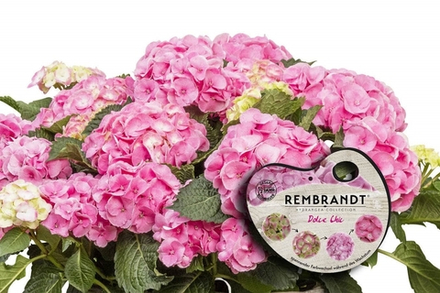 Dolce Chic(Рембранд Дольче Шик) Р12 (8/10+) (розовый)