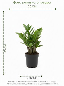 White Aesthetic Indoor Plant Sale Instagram Story