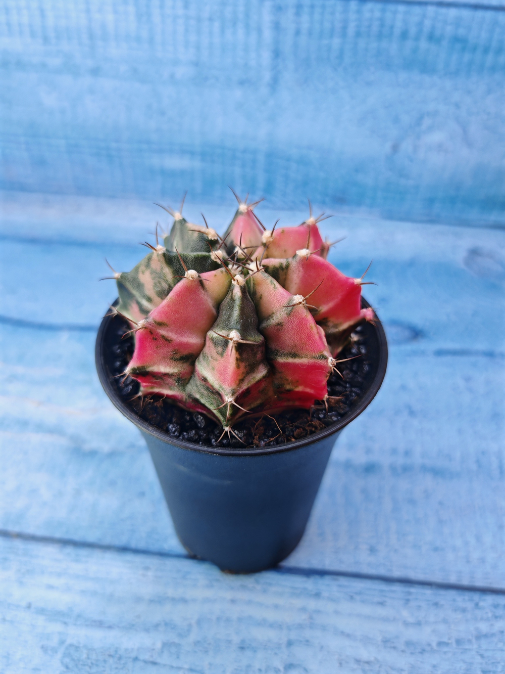 Gymnocalycium Variegata (Гимнокалициум Вариегатный)