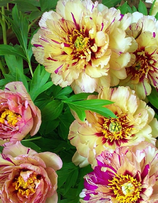 Пион Лоллипоп 2-3 почки Закупка М81 октябрь 2026