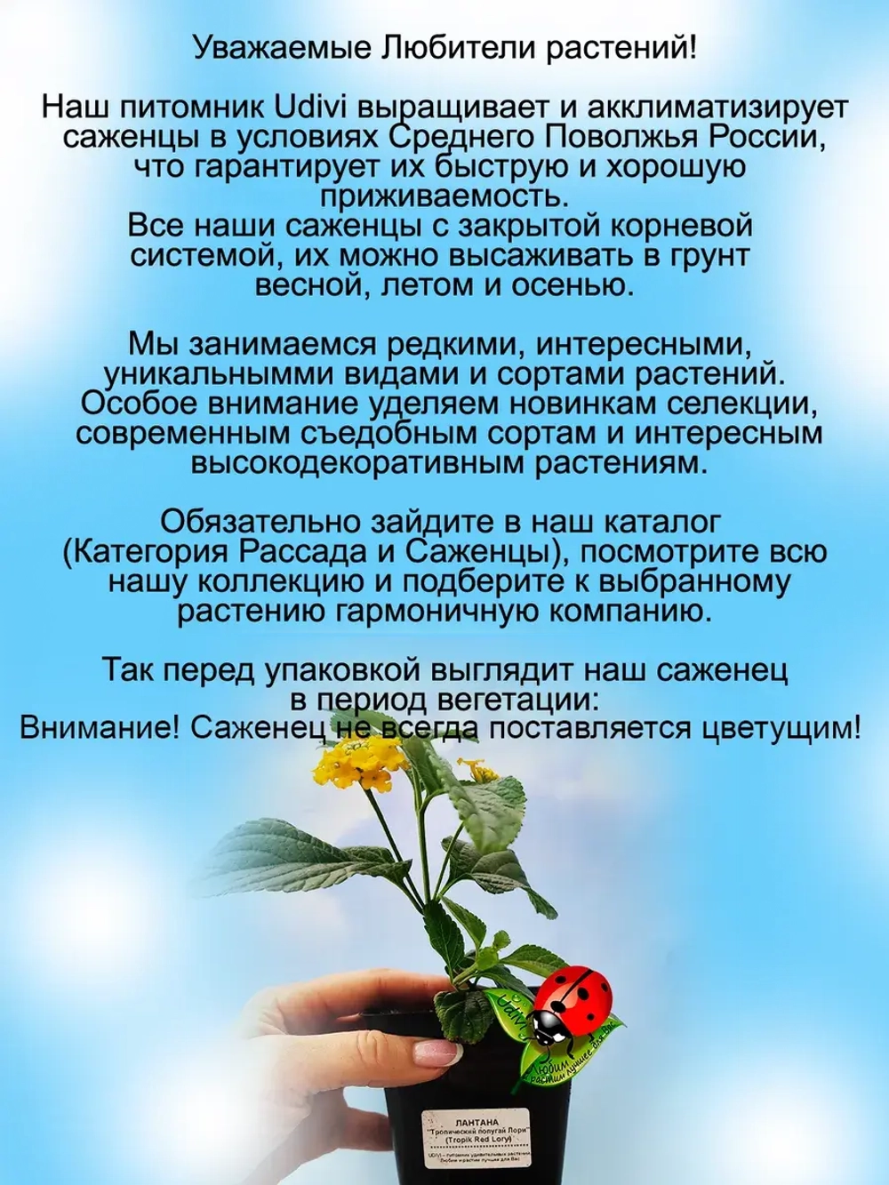 Лантана Тропический попугай