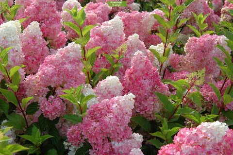 Гортензия метельчатая ВАНИЛЬ ФРАЙЗ (Hydrangea paniculata «Vanille Fraise») (ЗКС)
