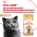 Royal Canin British Shorthair Adult Корм сухой для взрослых британских кошек 0,4кг