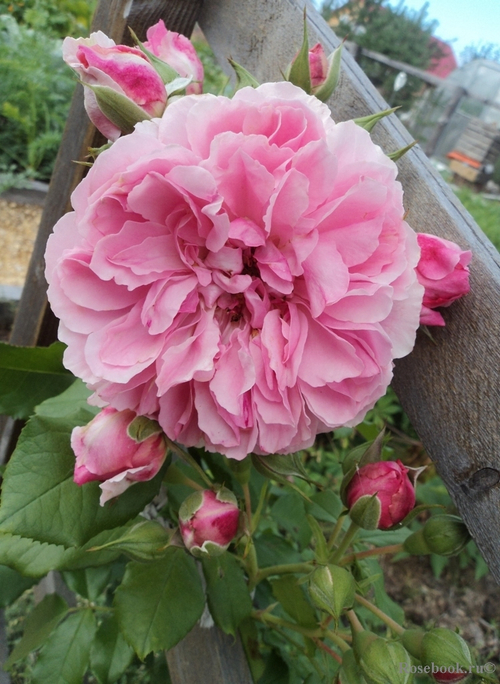 Роза Ютерсен Розенпринцессин (плетист)