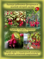 Фуксия Голден Маринка пестролистная