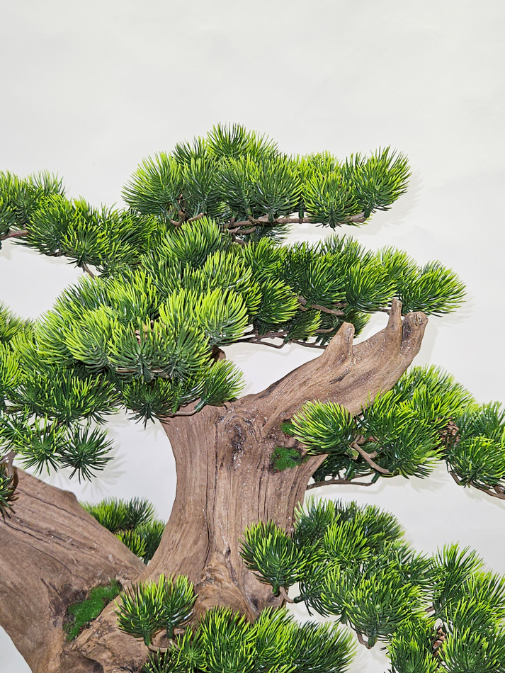 Бонсай Сосна 70см в кашпо лофт