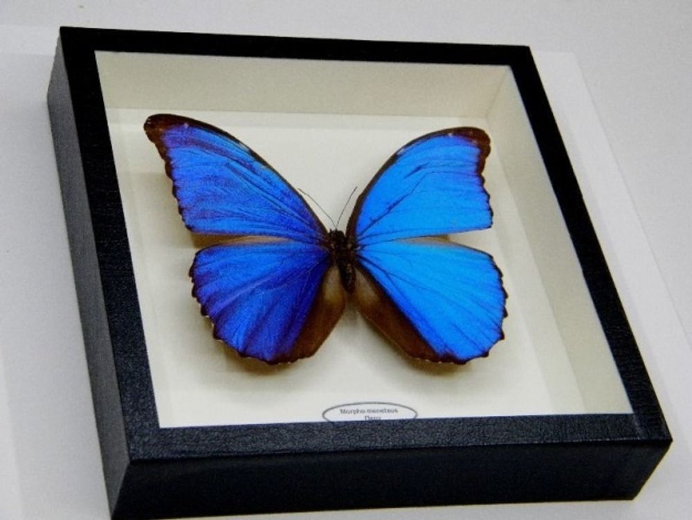 Коллекция энтомологическая &quot;Бабочка тропическая&quot; для рисования