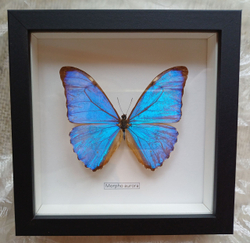 Бабочка Morpho aurora в рамке