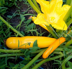 Ясмин F1 семена кабачка (Sakata / Саката)