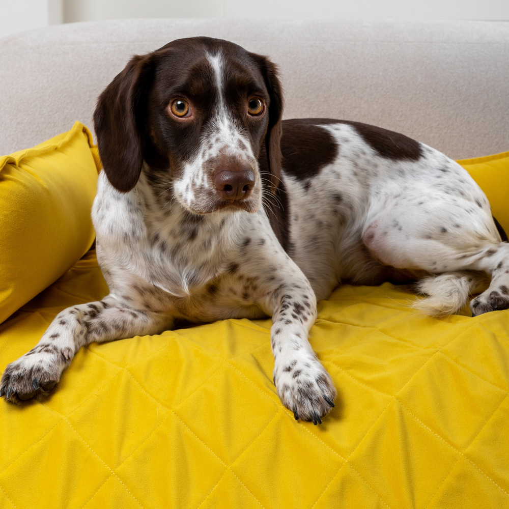 Диванный лежак из микровелюра, желтый 90х60 Rachel WOW