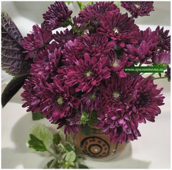 Хризантема мультифлора Meridian Purple м. 190 (временно нет в наличии)