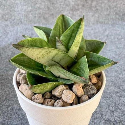 Сансевиерия VEERA