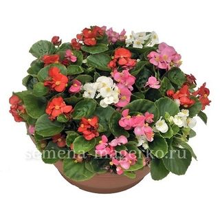 Бегония  вечноцветущая Амбассадор Микс 100 драже