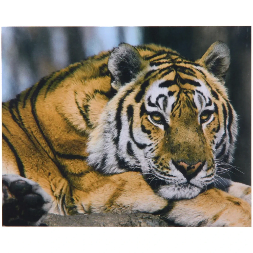 Алмазная мозаика на подрамнике с полным заполнением «МИР ЯРКИХ КРАСОК», тигр, 30*40см