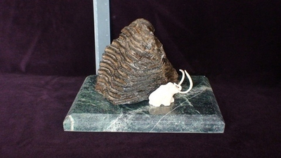 Зуб мамонта