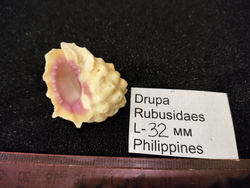 Друпа Рубусида