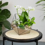 Готовый флорариум с белой орхидеей Икос L