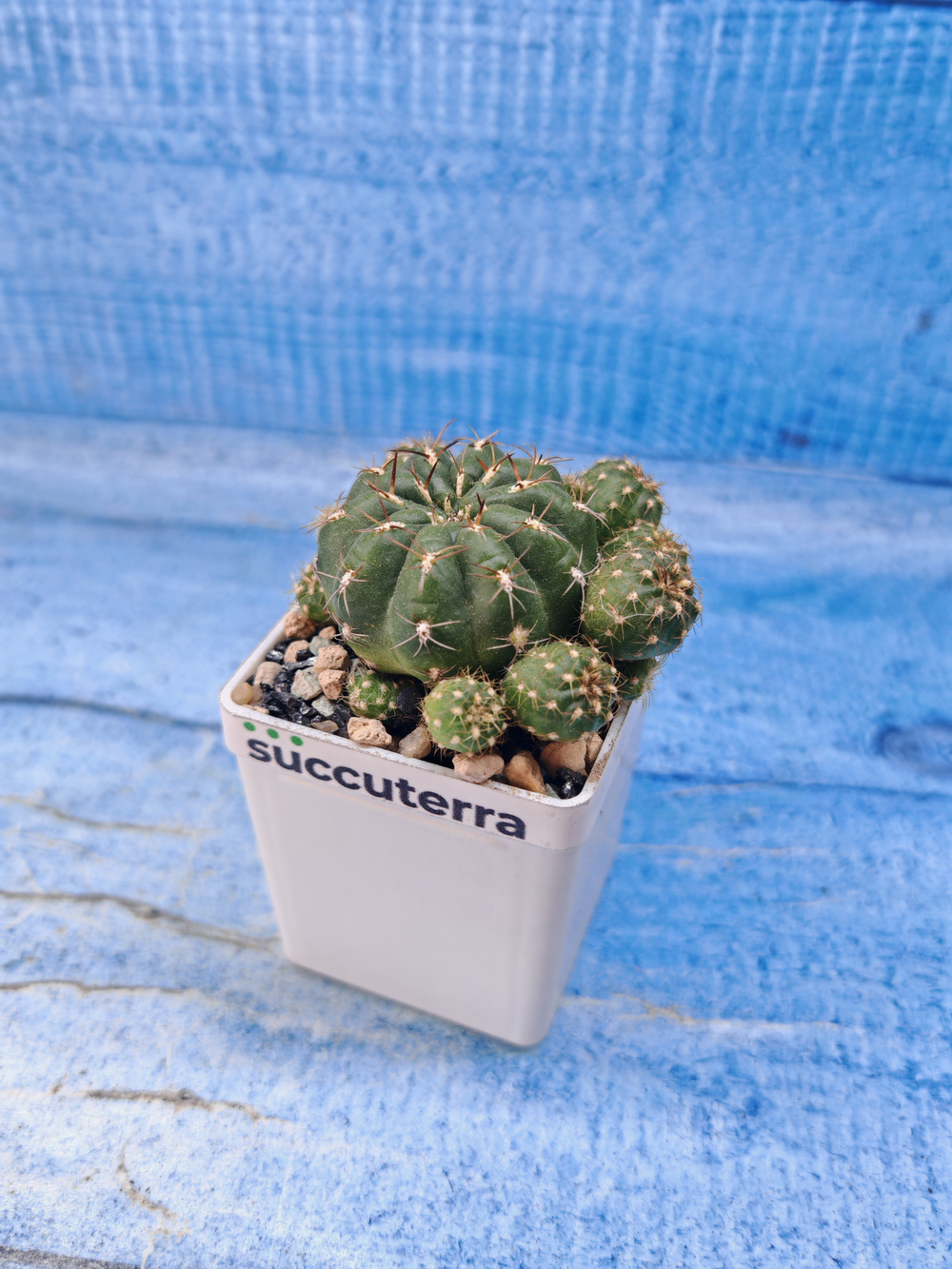 Matucana Polzii (Матукана)