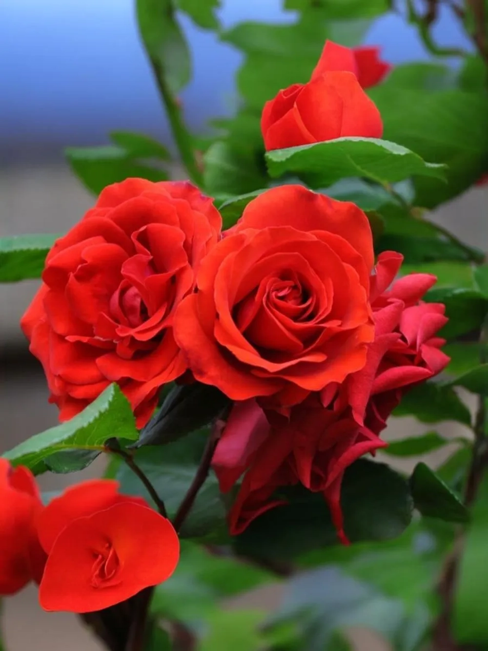 Роза плетистая Лилиана