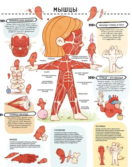 Книга с секретами. Секреты тела человека