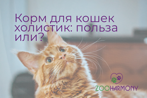 Почему выбирать сухой корм холистик для кошек — не просто модный тренд, а осознанное решение