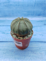Euphorbia Obesa (Эуфорбия)