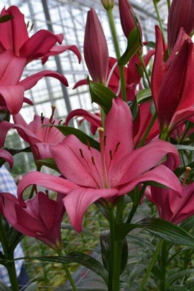 Лилия Чайковский (горшок 1.2 л)