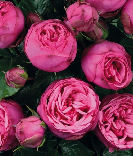 Роза Пинк Пиано С4 закупка М16 июнь 2026