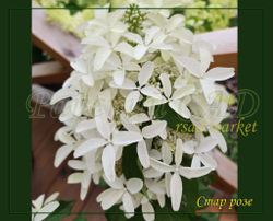 Гортензия метельчатая Стар Роуз- Звёздная Роза (Hydrangea paniculata `Star Rose`)