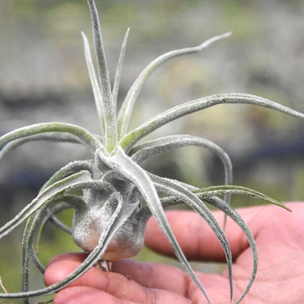 Тилландсия Sitting Pretty (streptophylla x paucifolioides) R