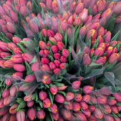 Пачка Красных с Желтым Тюльпанов (25 шт.)