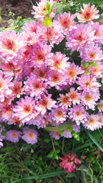 Хр8 Хризантема мультифлора