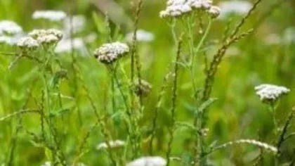 Тысячелистник обыкновенный