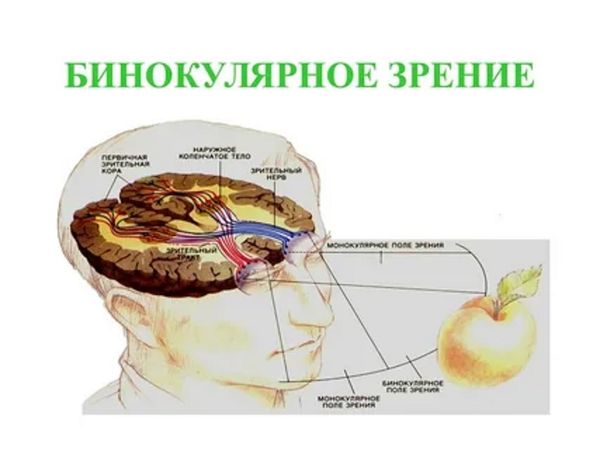 Бинокулярное зрение с линзами Zeiss
