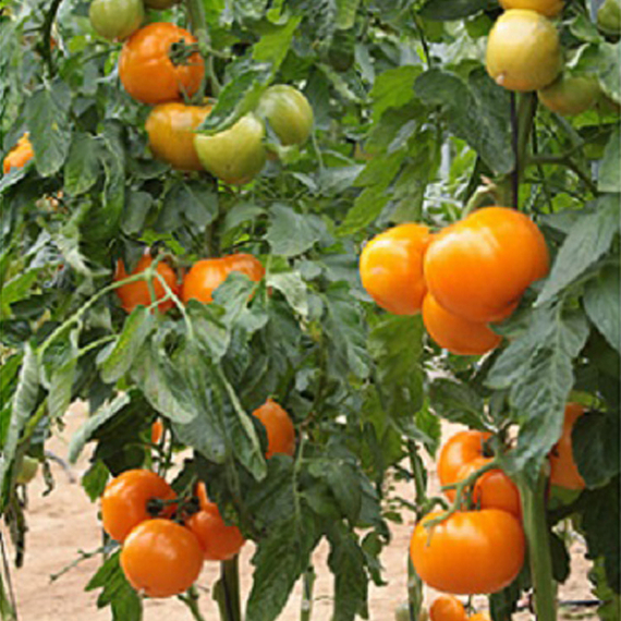 ТИ-169 F1 семена томата (Takii / Таки) – фото 2