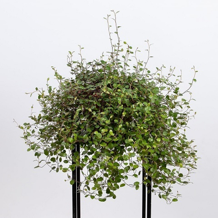 Муленбекия р9 1шт