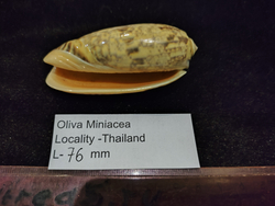 Олива Миниацея