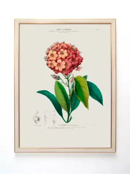 Постер настенный в багетной раме "Ботаника" 42*32 см