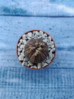 Euphoria Obesa (Эуфорбия)