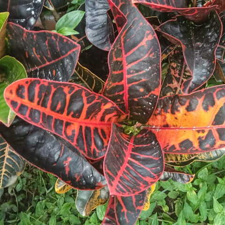 Кротон HYBRID NN1