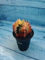 Gymnocalycium Variegata (Гимнокалициум Вариегатный)