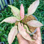 Сингониум PINK PUNCH