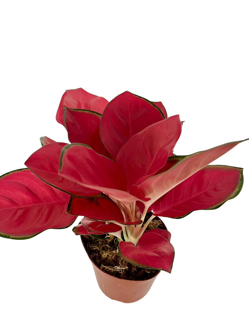 Аглаонема Red Coral д.12