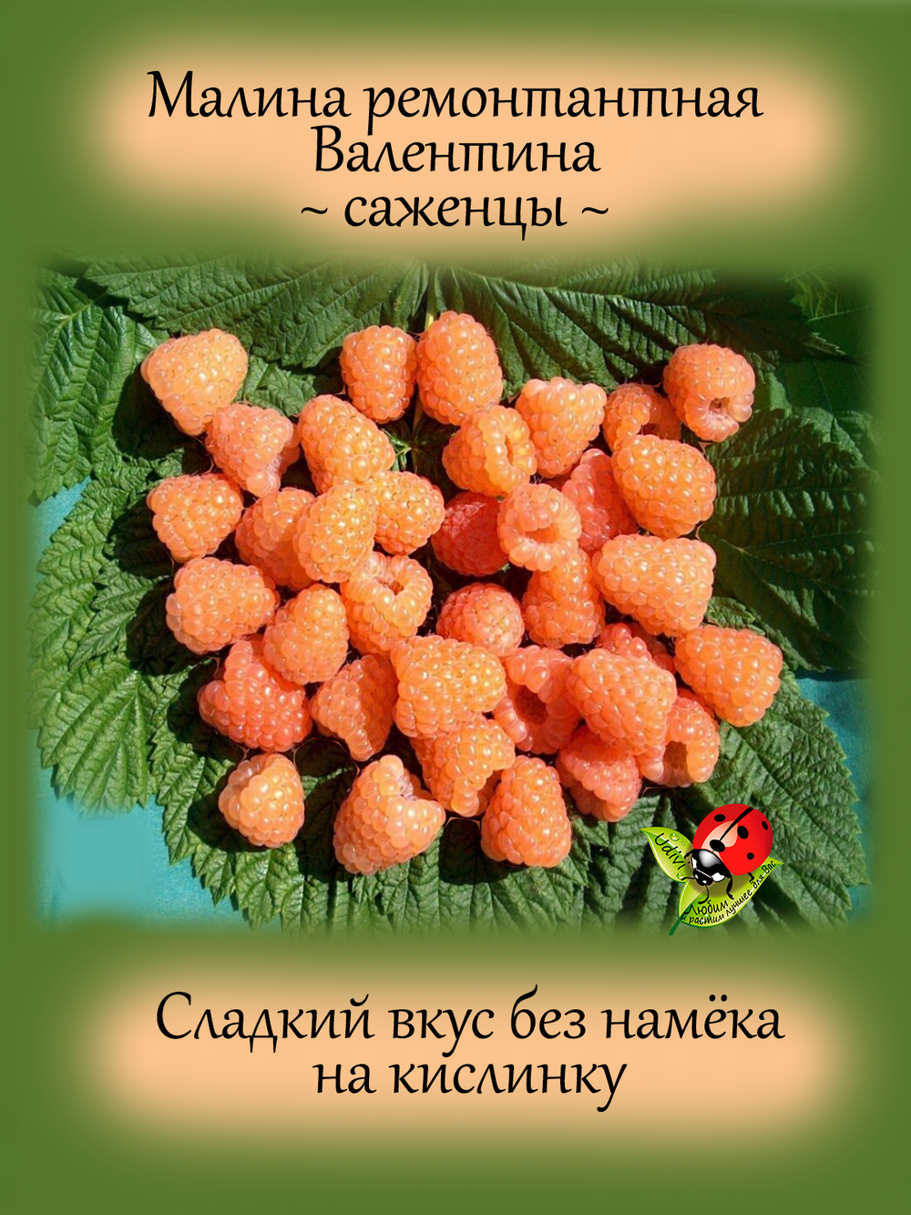 Малина Валентина