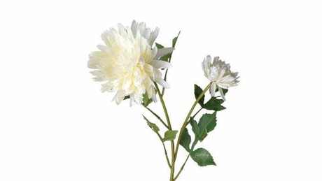 Хризантема Осенняя - Белый