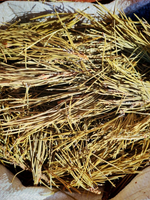 Сосновая хвоя с лапкой Алтай(мешок 8-10кг)