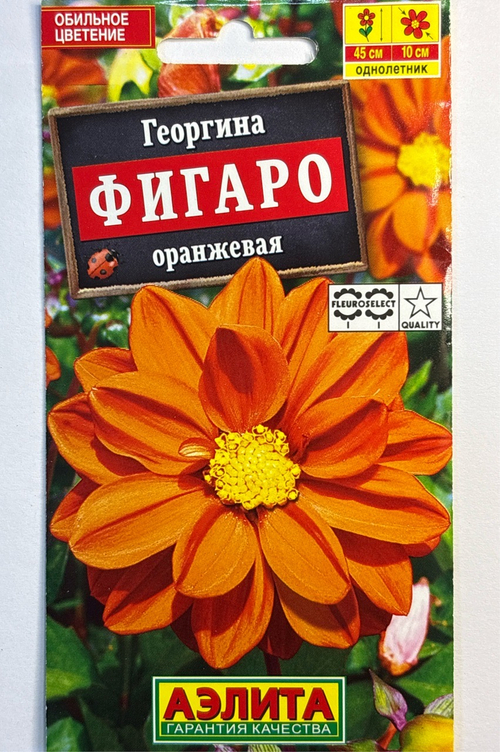 Георгина Фигаро махровая оранжевая СМЦ-723