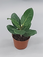 Фикус Бенгаленсис Одри