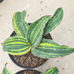 Сансевиерия MACROPHYLLA VAR